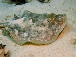 093 Yellow Stingray IMG 6045